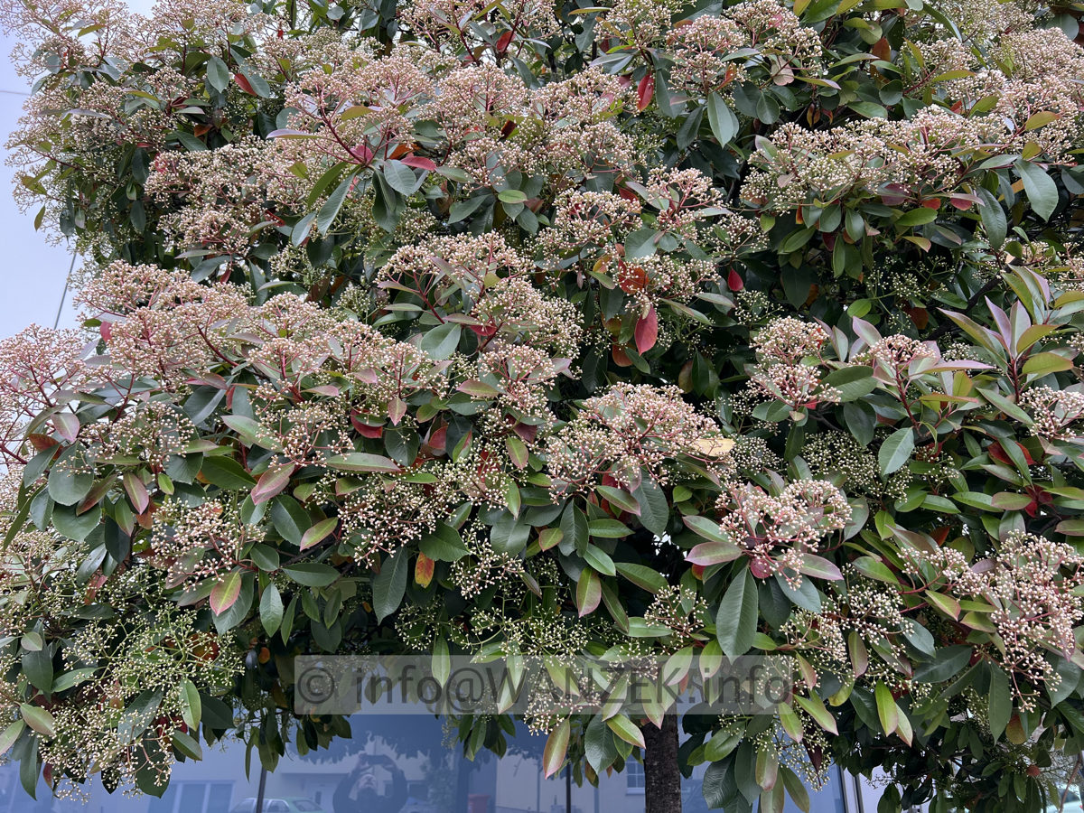 Photinia fraseri Red Robin 05 knospige Bluete 3.jpg